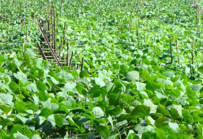 如何種植四季豆高產(chǎn)量技術(shù)(圖1) 如何種植四季豆高產(chǎn)量技術(shù)(圖1)