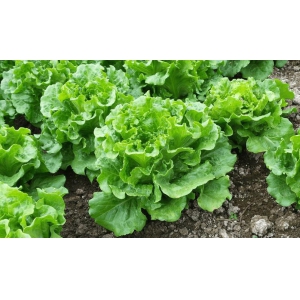 蔬菜種植高產(chǎn)栽培技術(shù)，這樣種菜收成才會(huì)好(圖1)