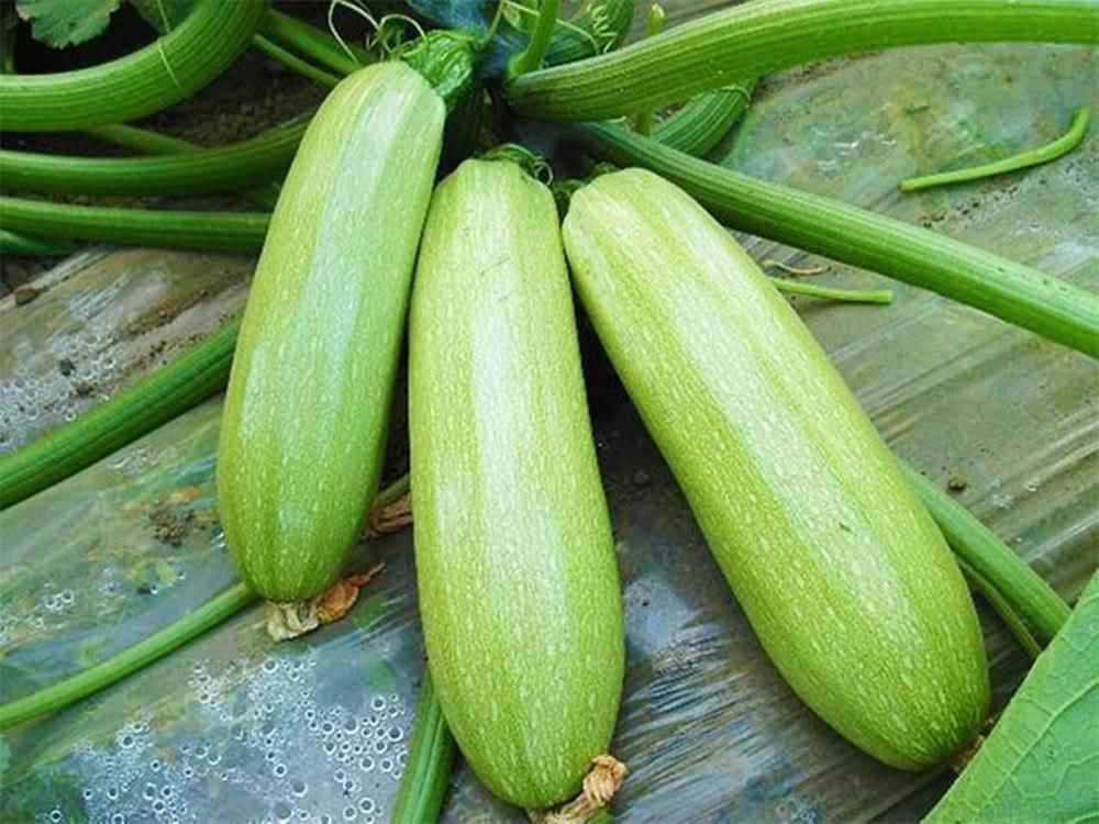 西葫蘆溫室高產(chǎn)技術(shù)要點？(圖1)