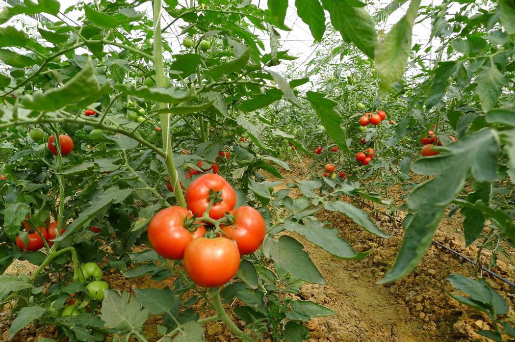 冬季番茄冬茬育苗技術要點解析(圖1)