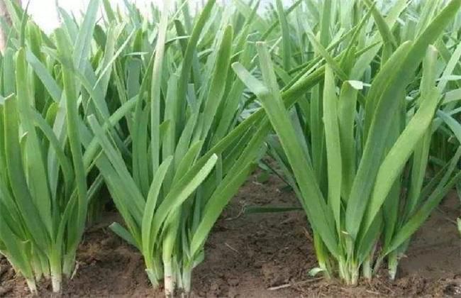 韭菜要選哪個(gè)品種才長(zhǎng)得快？韭菜的品種選擇和種植方法(圖1)