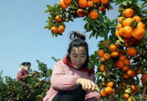 柑橘種植知識(shí):這3種病蟲(chóng)害需提前預(yù)防!(圖2) 采摘柑橘