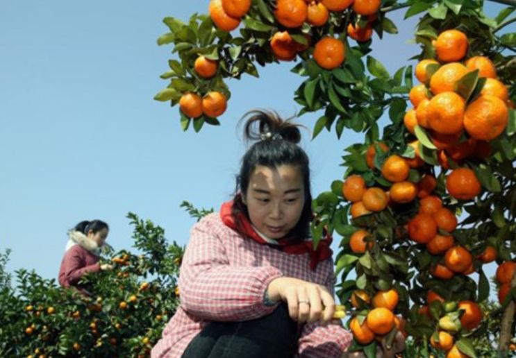 柑橘種植知識(shí):這3種病蟲(chóng)害需提前預(yù)防!(圖5) 采摘柑橘