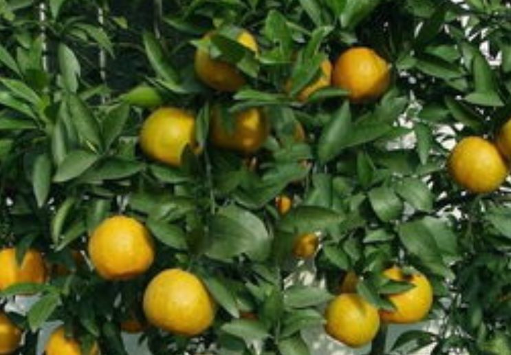 柑橘種植知識(shí):這3種病蟲(chóng)害需提前預(yù)防!(圖6) 柑橘
